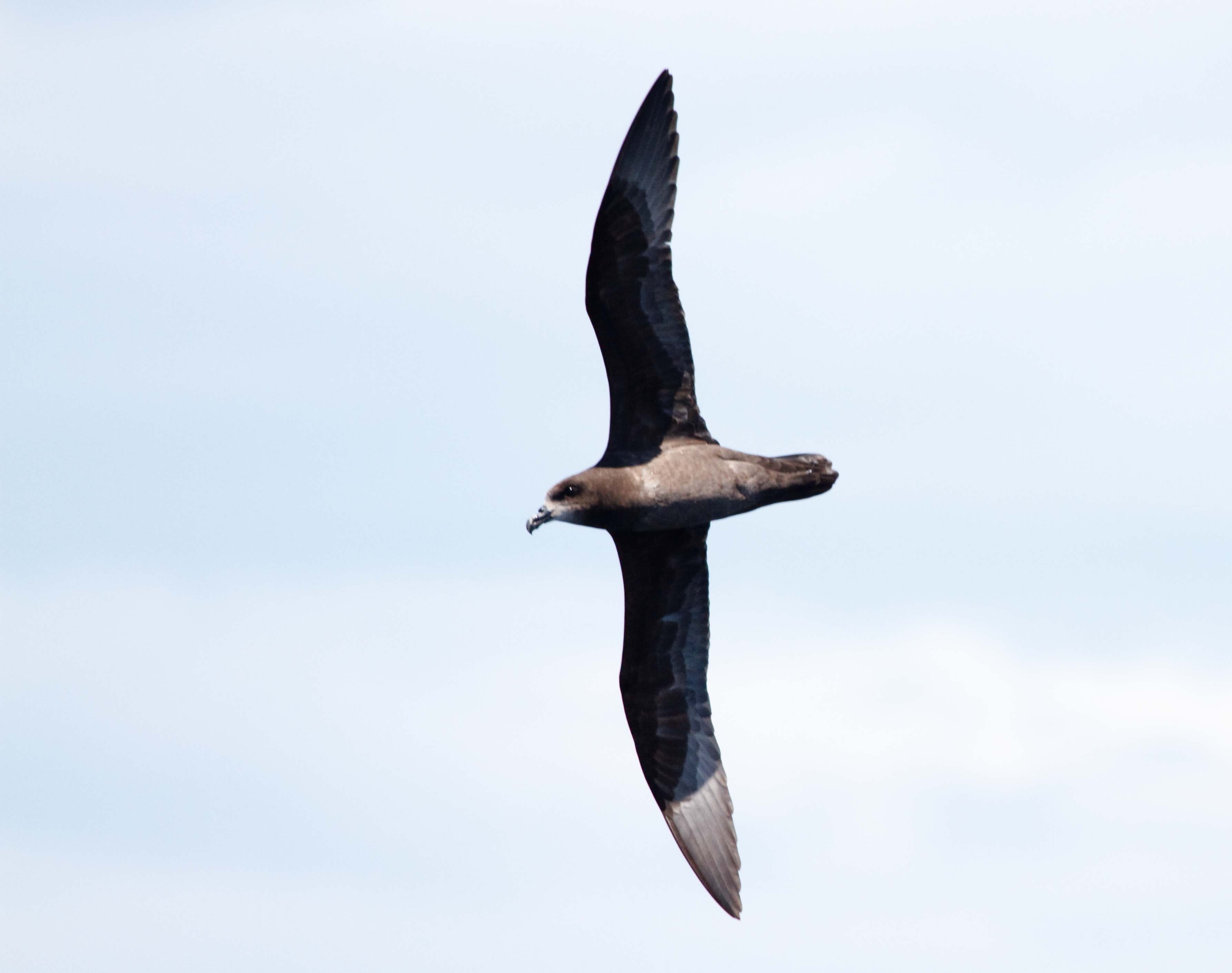 Grey-faced Petrel