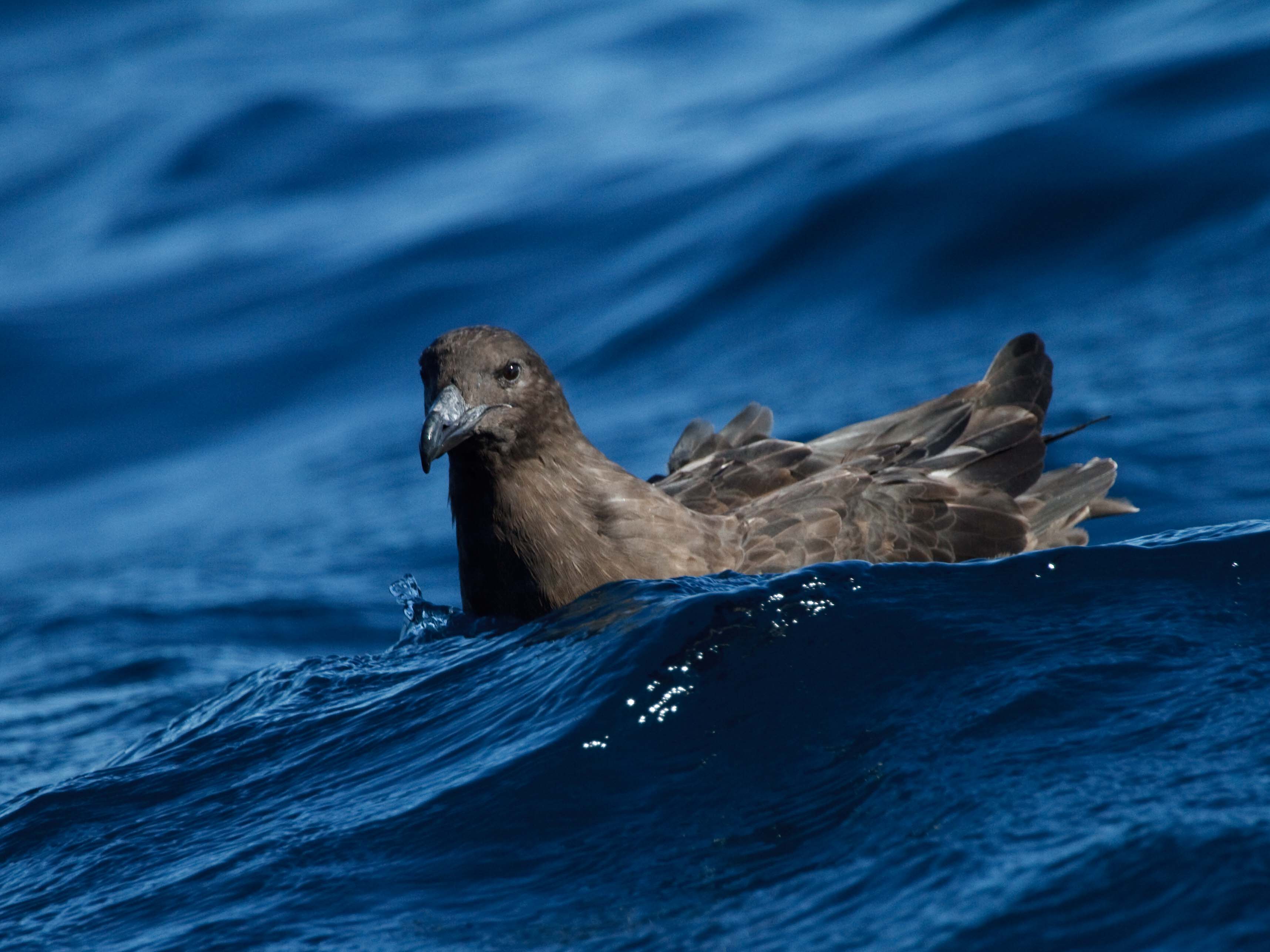 Brown Skua