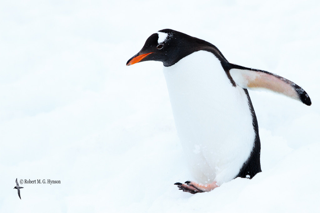 Gentoo Penguin