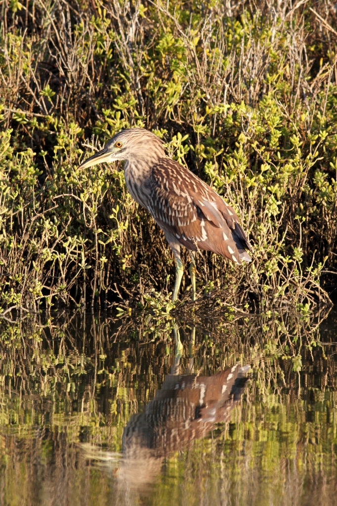 Black-crowned Night-Heron (Juvenile)