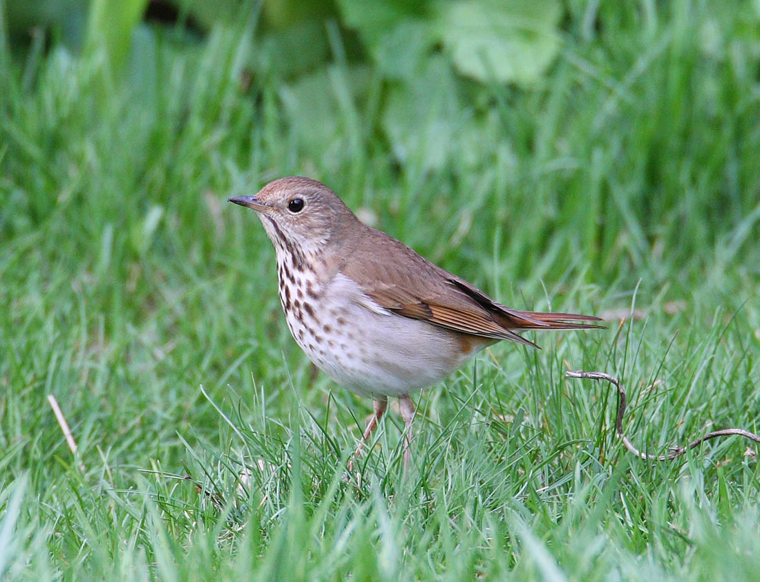 hermit thrush 6043s.jpg