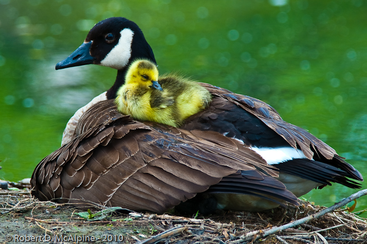 Motherly love.