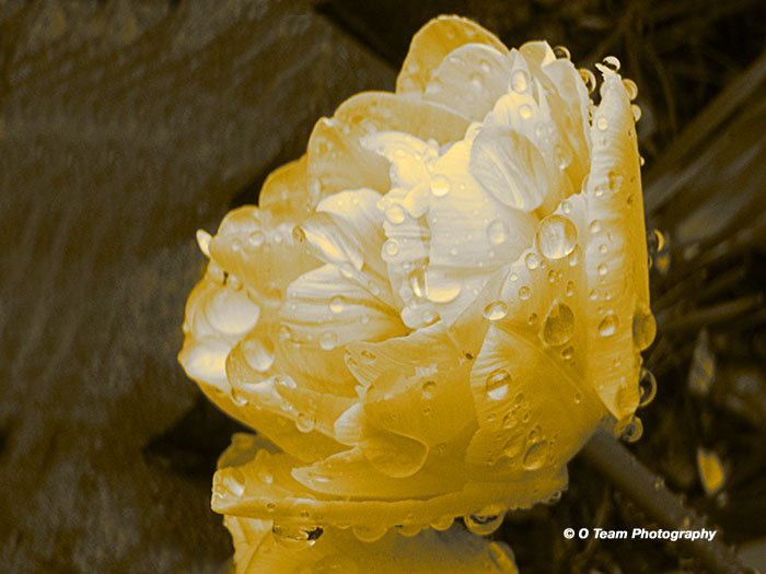 Tulip After the Rain IV