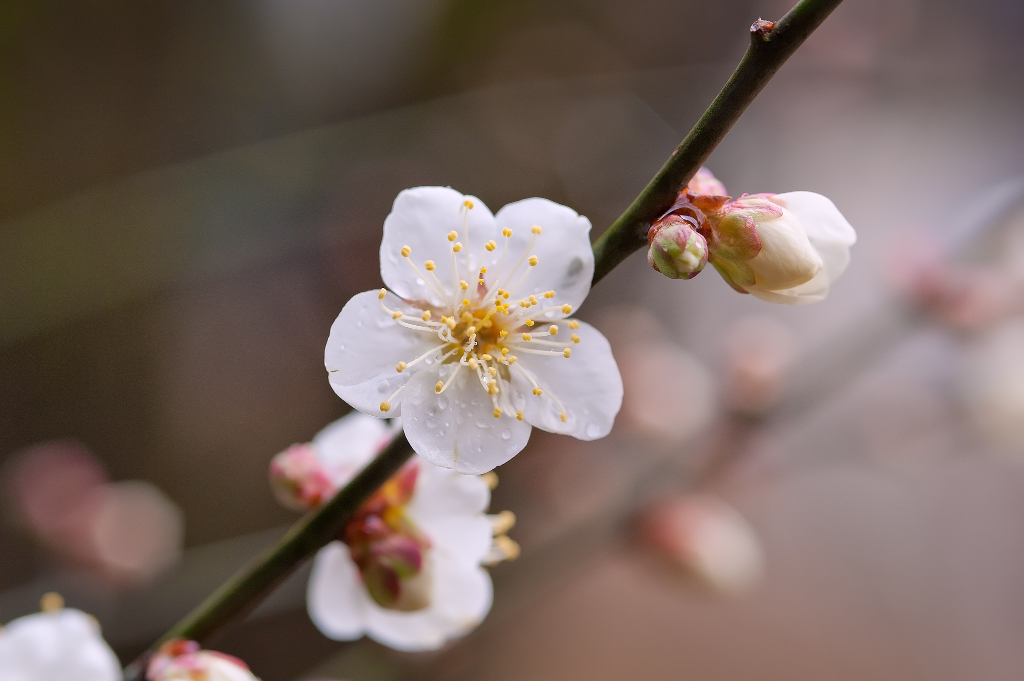 Japanese Apricot