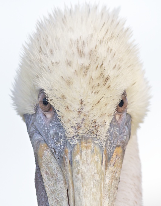 Pelican stare