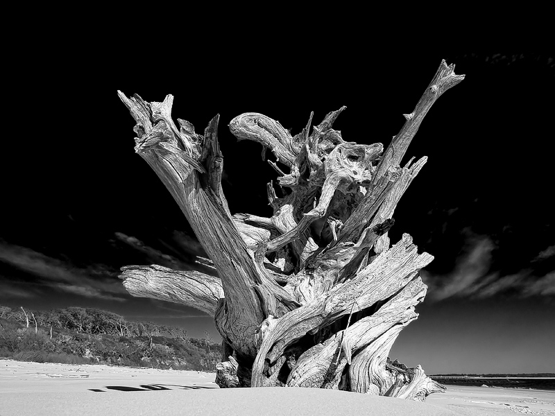 Boneyard Driftwood #2