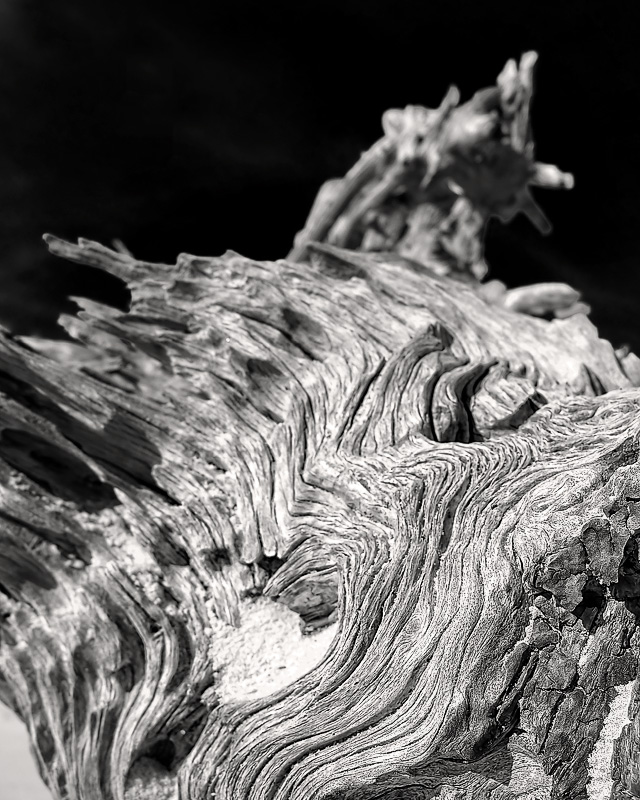 Boneyard Driftwood #4