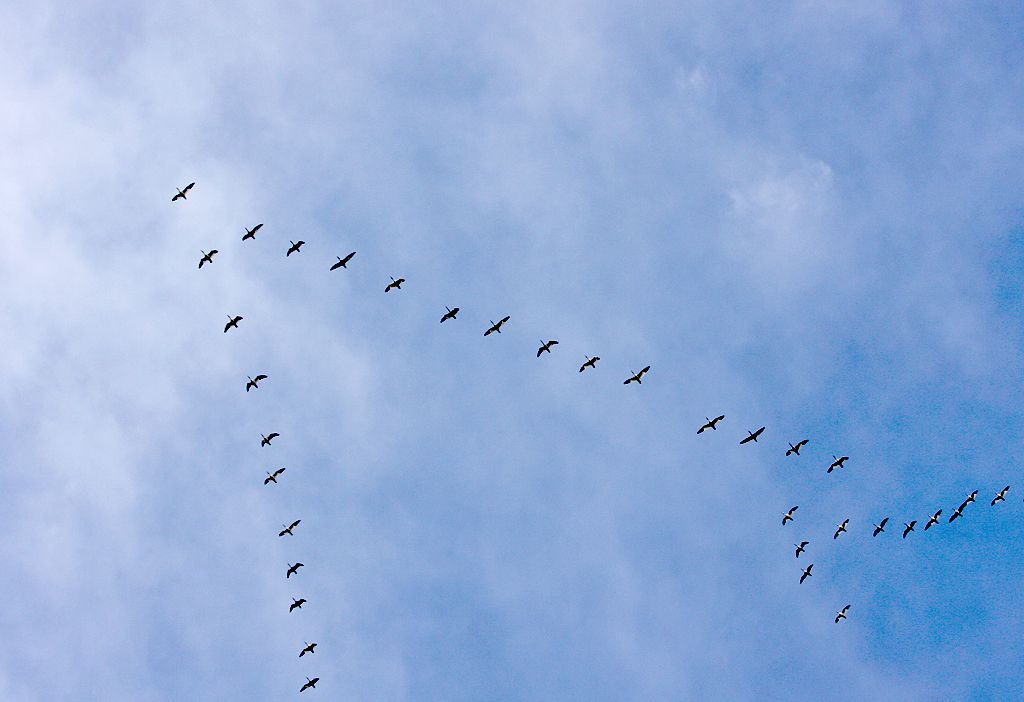 Geese Flying To Their Daily Feeding Spot
