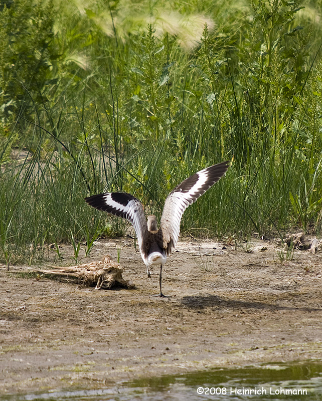 GP0733-Willet.jpg
