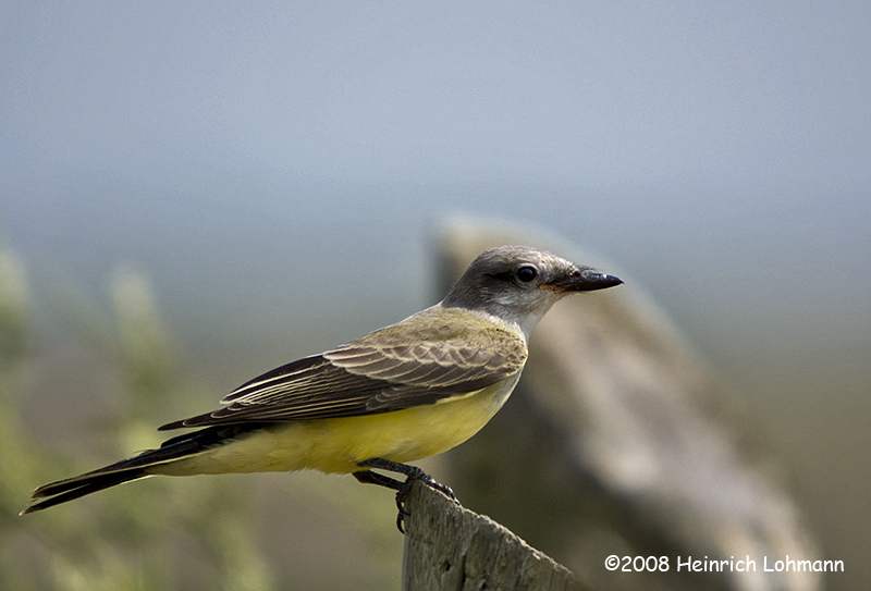 GP0807-Western Kingbird.jpg