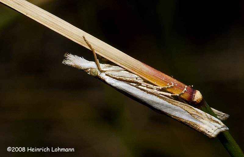 GP1037-Double-banded Grass-veneer Moth .jpg