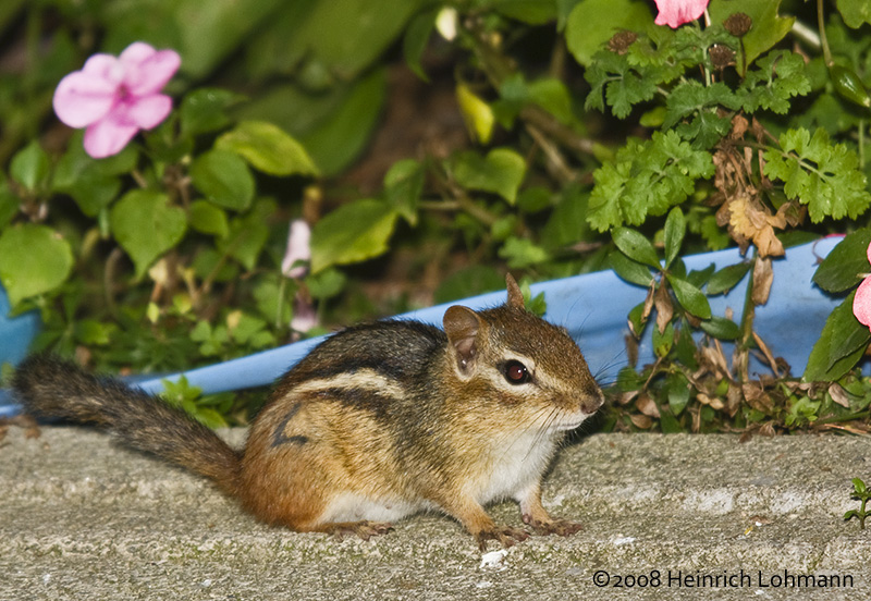 GP2697-Chipmunk.jpg
