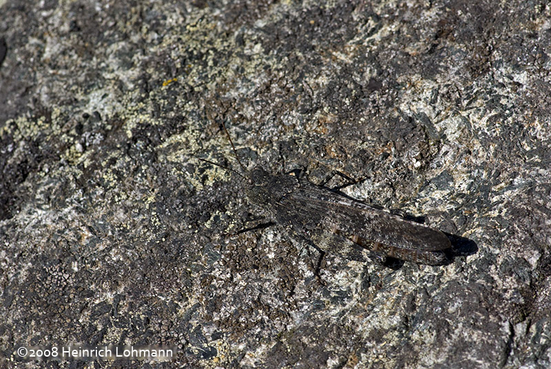 GP1785-Unidentified Grasshopper.jpg