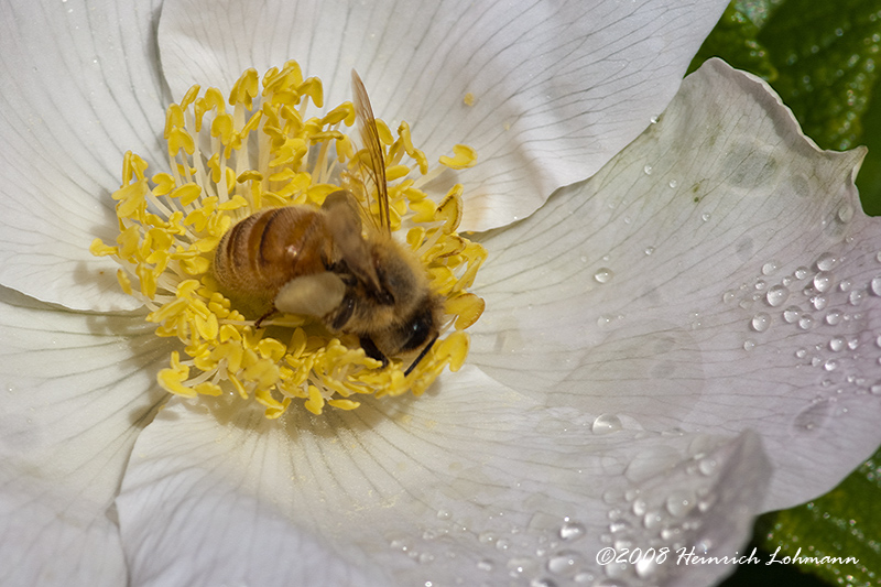 GP3539-Honey Bee.jpg