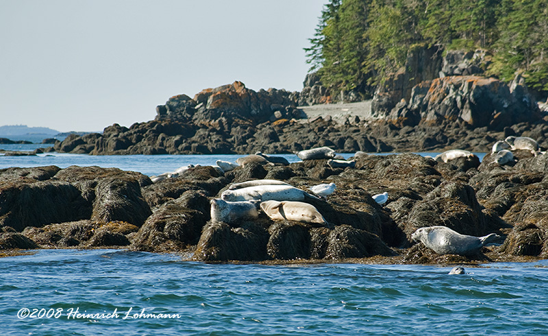 GP3811-Seals.jpg