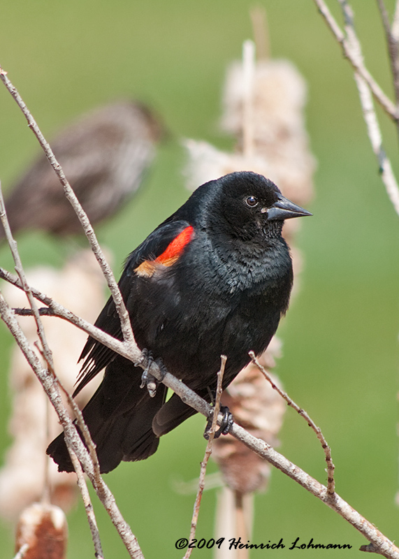 K202194-Red-winged Blackbird.jpg