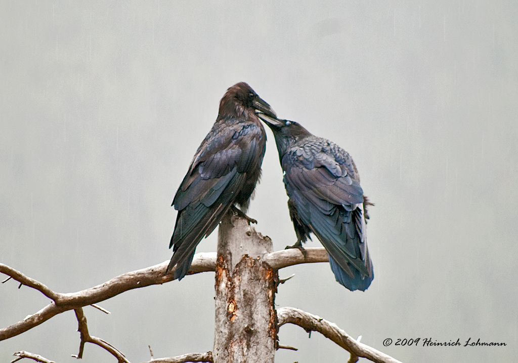 K216601-Raven.jpg