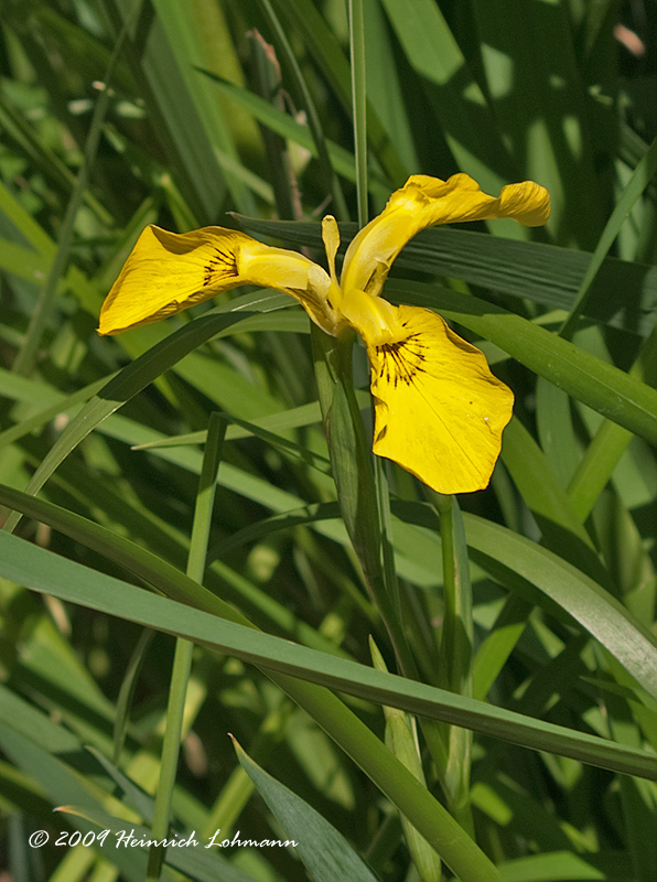 K203883-Wild Iris.jpg