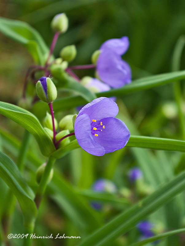 K206878-flower.jpg