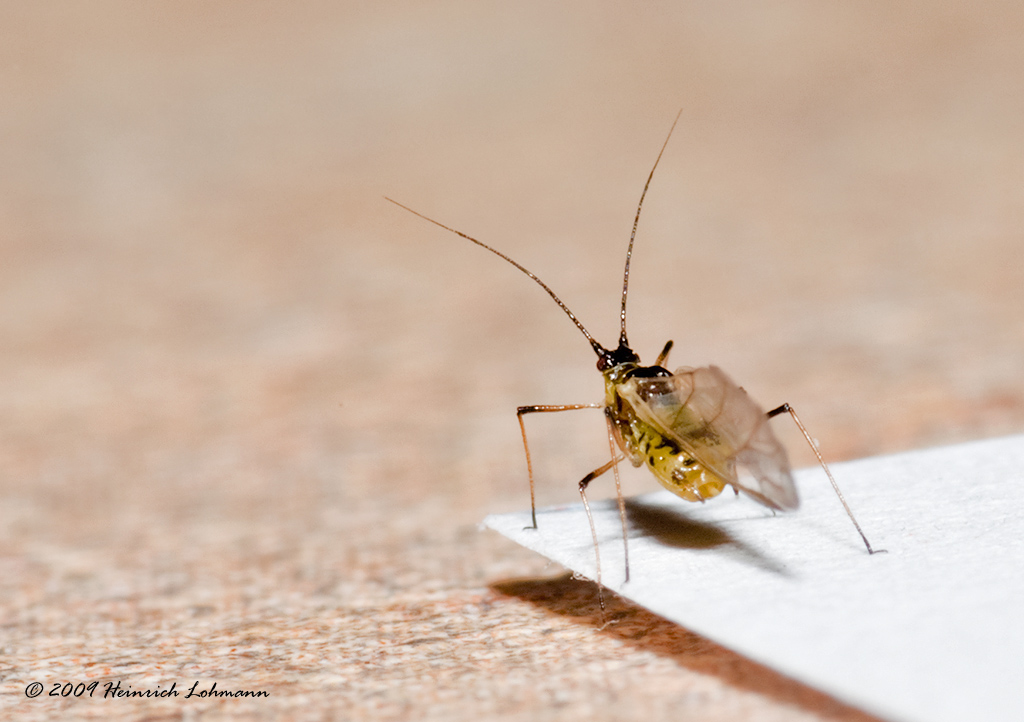 K217454-Rosy Apple Aphid.jpg