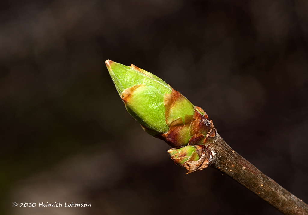 K220287-Lilac Bud.jpg