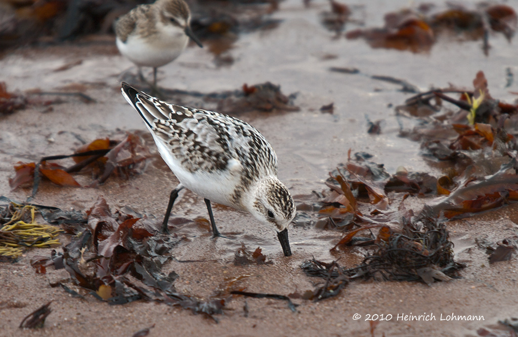 K234605-Sanderling.jpg