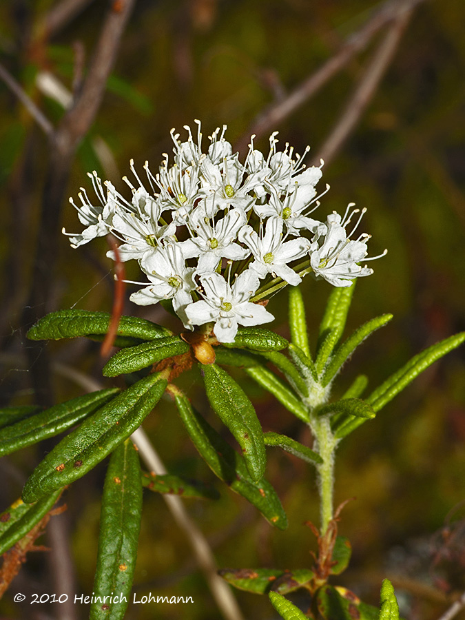 K224994-Unidentified wilflower.jpg