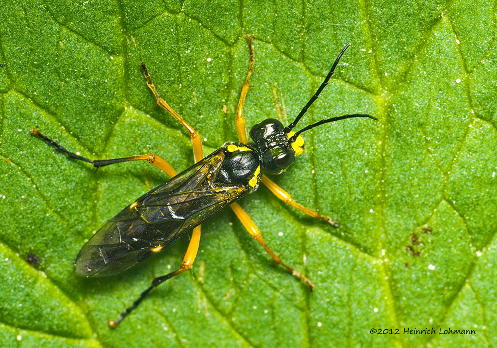K5G0054-Sawfly.jpg
