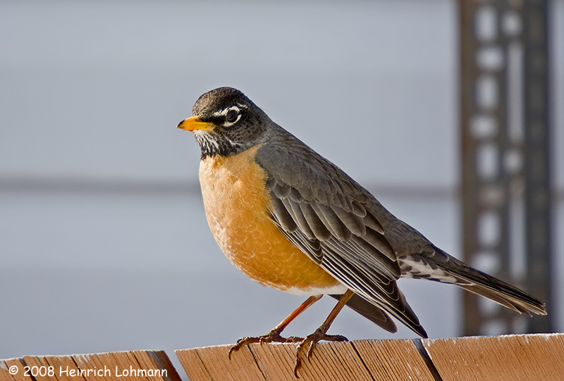 GP3322-Robin.jpg