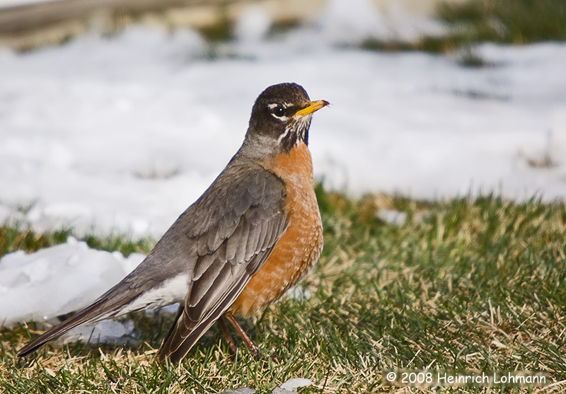 GP3376-Robin.jpg