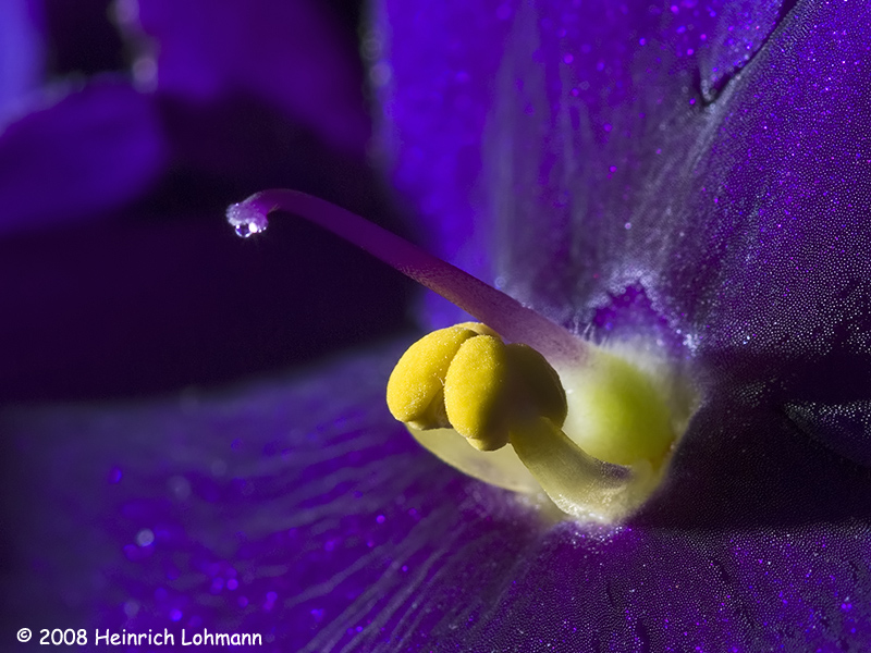 GP3610-African Violet.jpg
