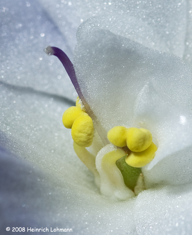 GP3621-African Violet.jpg