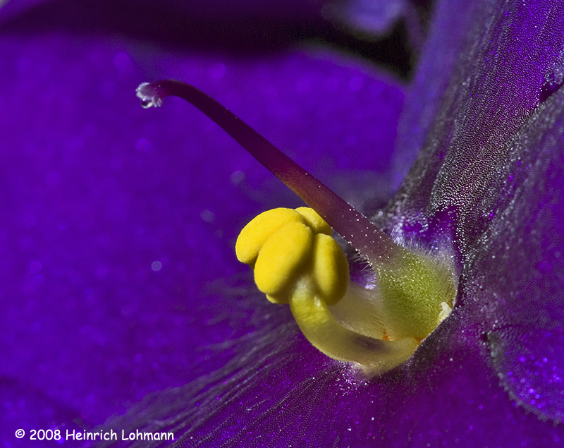GP3636-African Violet.jpg