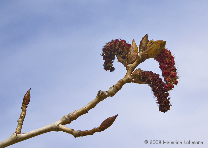 GP3656-Buds.jpg