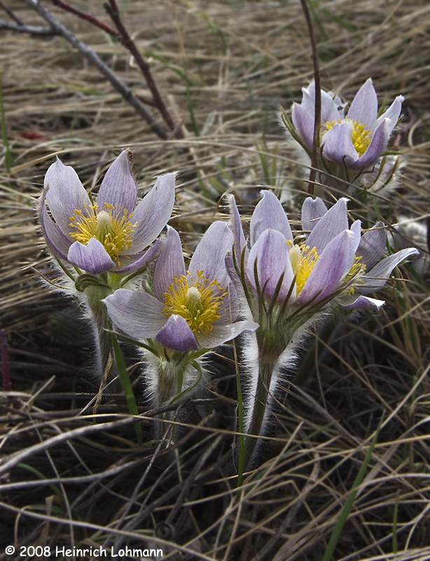 GP3709-Crocus.jpg
