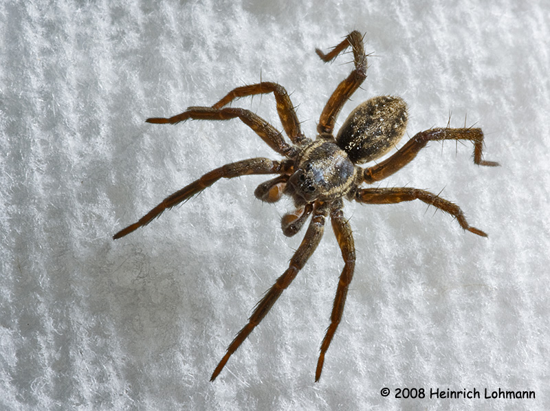 GP3737a-Wolf Spider.jpg