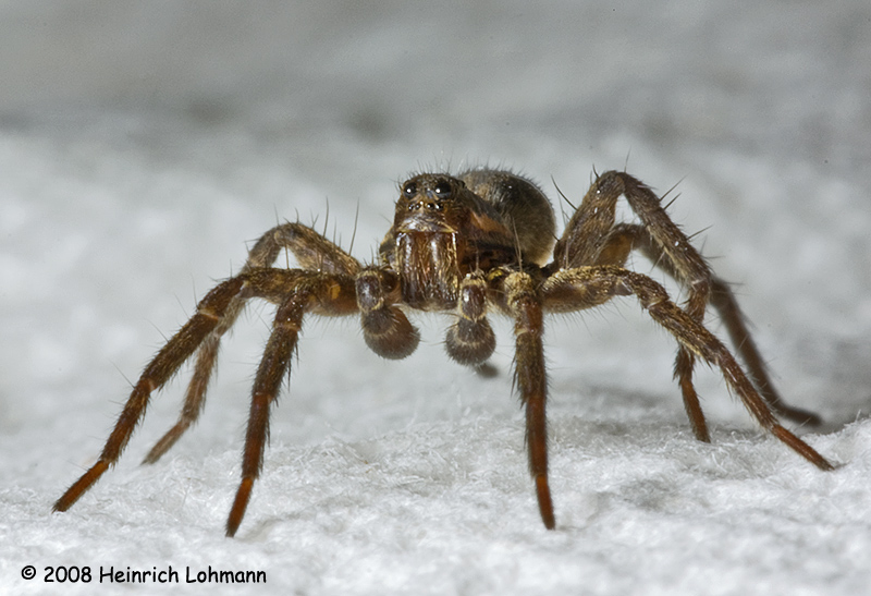GP3738-Wolf Spider.jpg