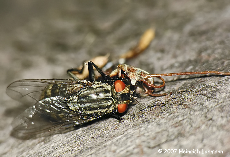 N1053-fly on hopper carcass.jpg
