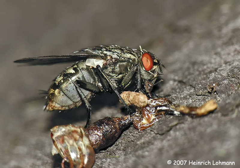 N1091-fly on hopper carcass.jpg