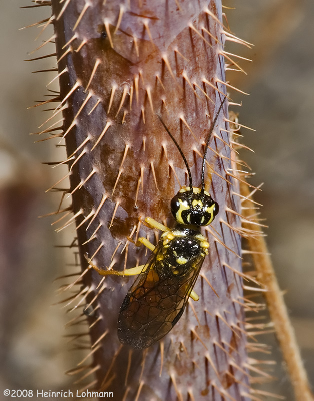 GP3930-Raspberry Sawfly