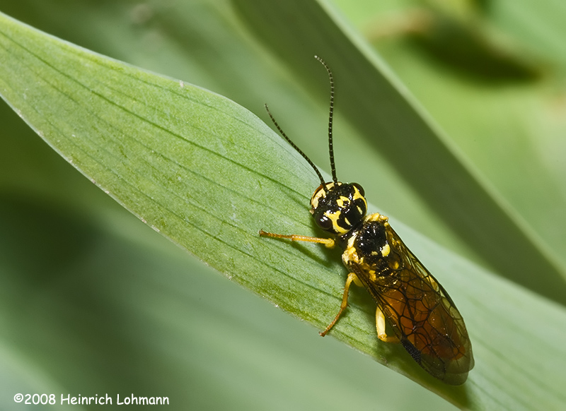 GP3976-Raspberry Sawfly.jpg