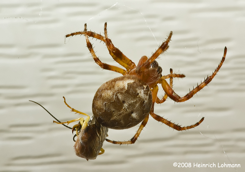GP4000-Orb Weaver transporting lunch.jpg