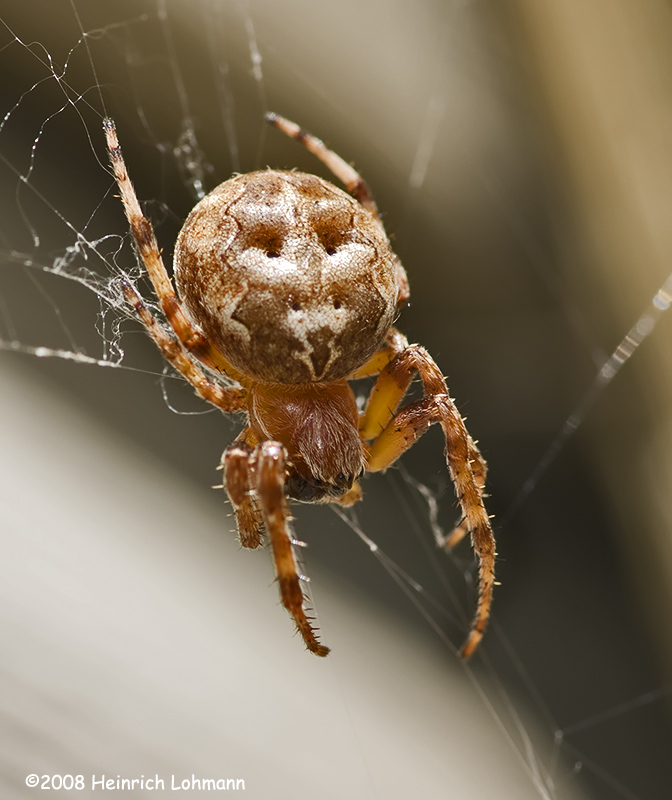GP4015-Orb Weaver.jpg