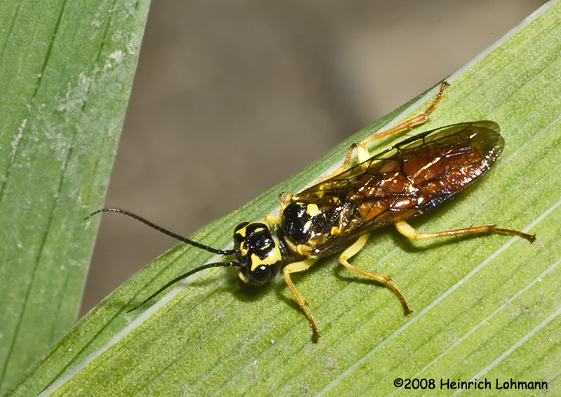 GP4038-Raspberry Sawfly.jpg