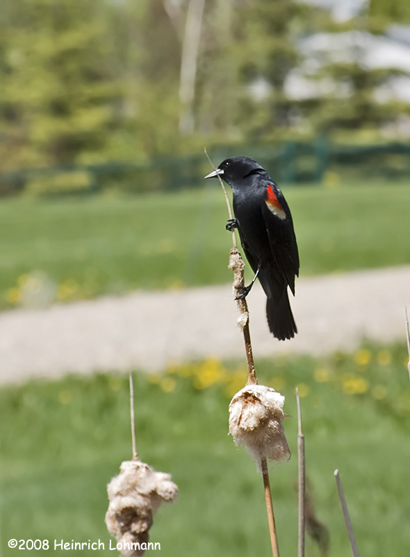 GP4416-Redwinged Blackbird.jpg