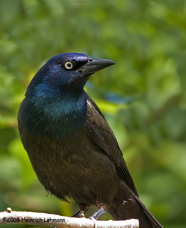 GP6574-Common Grackle.jpg