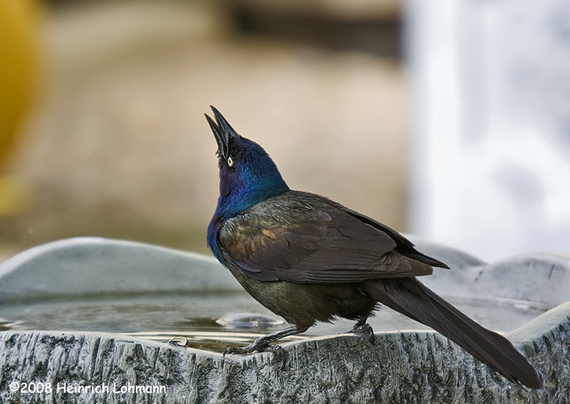 GP6586-Common Grackle.jpg