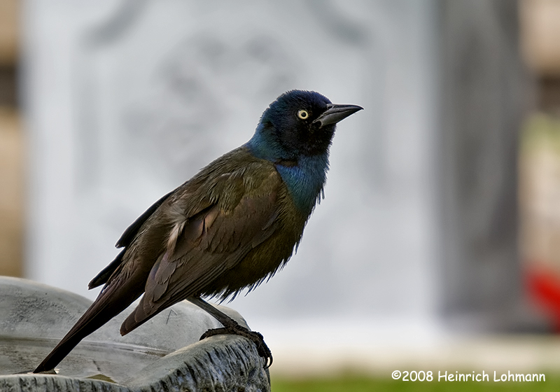 GP6593-Common Grackle.jpg