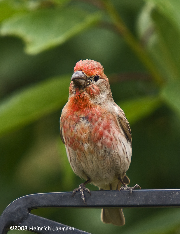 GP6614- House Finch male.jpg