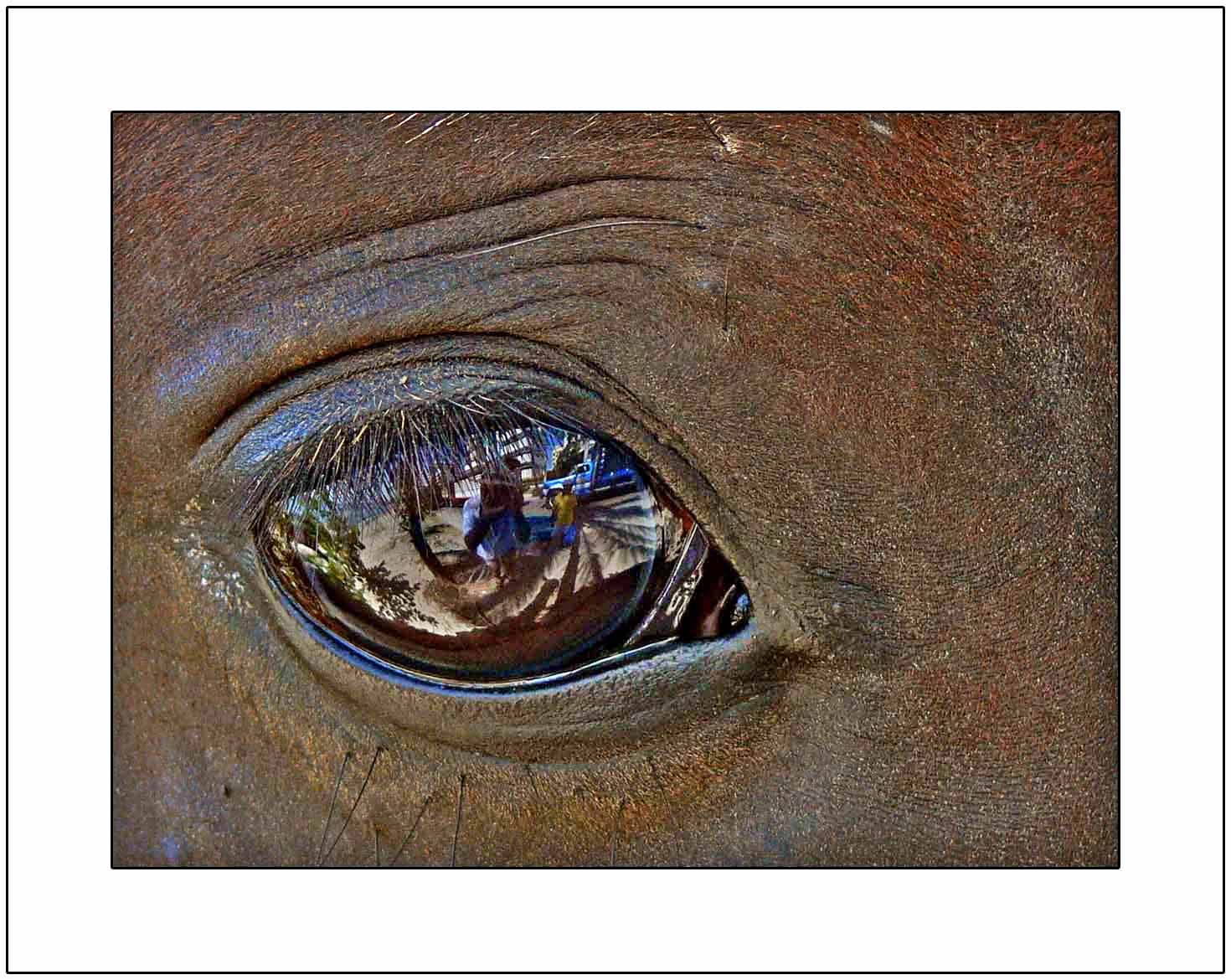 In the Horses Eye